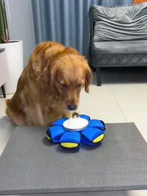 哎呀我滴媽！萌寵也能玩轉的寵物之家用品大賞